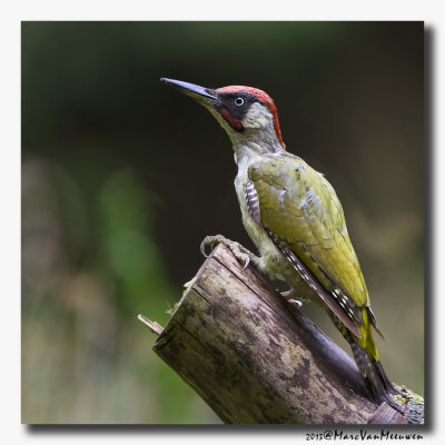 Groene Specht - Green Woodpecker 20130827