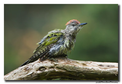 Groene Specht - Green Woodpecker 20130903