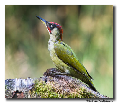 Groene Specht - Green Woodpecker 