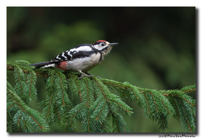 Grote Bonte Specht - Great Spotted Woodpecker 20100829
