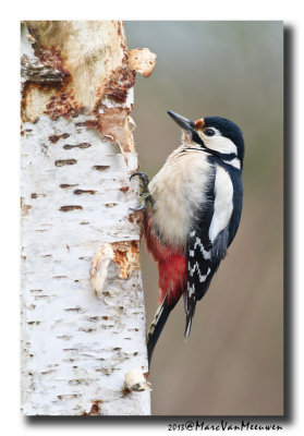 Grote Bonte Specht - Great Spotted Woodpecker 20130227