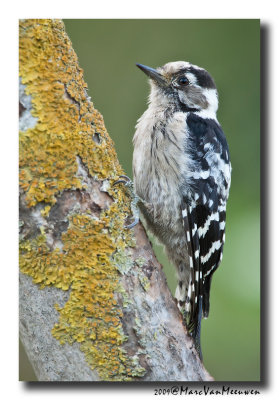Kleine Bonte Specht - Lesser Spotted Woodpecker 