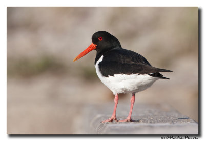 Scholekster - Oystercatcher