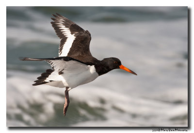 Scholekster - Oystercatcher 20090918