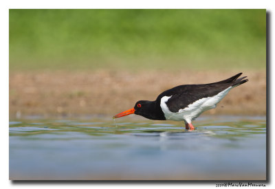 Scholekster - Oystercatcher 20100711