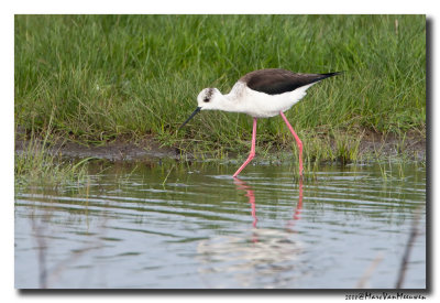 Steltkluut - Black-winged Stilt 20080502