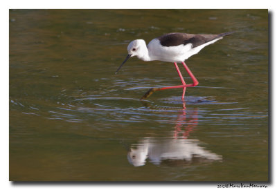 Steltkluut - Black-winged Stilt 20120501