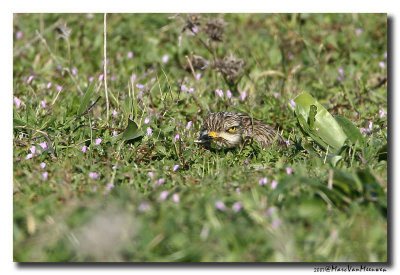 Griel - Stone-curlew
