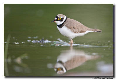 Kleine Plevier - Little Ringed Plover 20090509