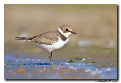 Kleine Plevier - Little Ringed Plover 20100718