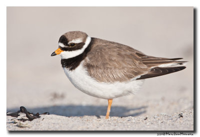 Bontbekplevier - Ringed Plover