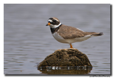 Bontbekplevier - Little Ringed Plover 2011