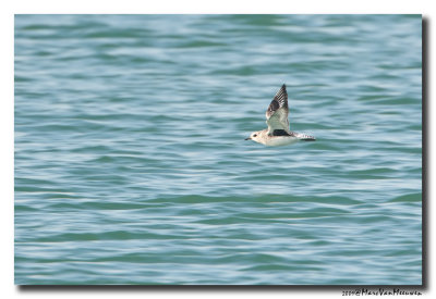 Zilverplevier - Grey Plover 2009