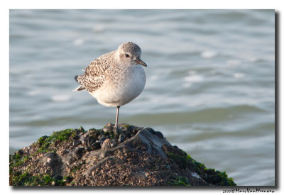 Zilverplevier - Grey Plover 2010