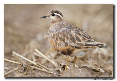 Morinelplevier - Dotterel