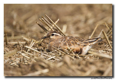 Morinelplevier - Dotterel 20110815