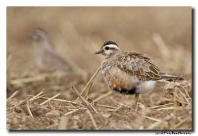Morinelplevier - Dotterel 20110815
