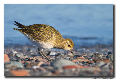 Goudplevier - Golden Plover 20111016