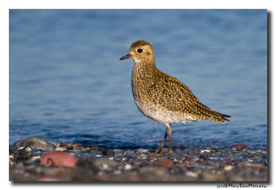 Goudplevier - Golden Plover 