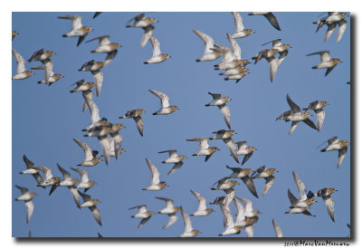 Goudplevier - Golden Plover 20110304