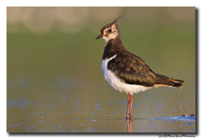 Kievit - Northern Lapwing 2010