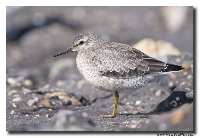 Kanoet - Red Knot