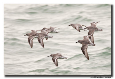 Kanoet - Red Knot 20091111