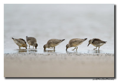 Kanoet - Red Knot 20110909