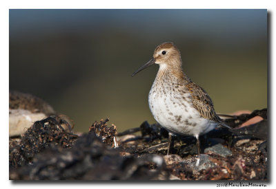Bonte Strandloper - Dunlin 20111015