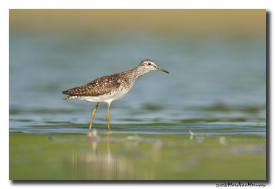 Bosruiter - Wood Sandpiper 20100711