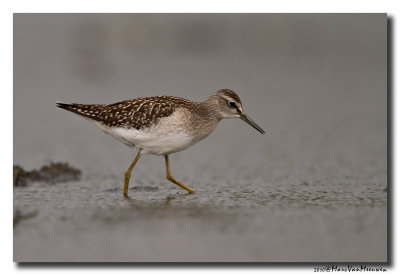 Bosruiter - Wood Sandpiper 20100808