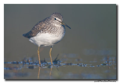 Witgat - Green Sandpiper 20100417