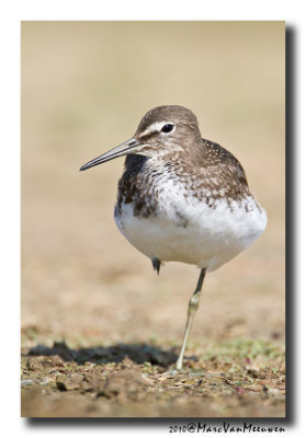 Witgat - Green Sandpiper 20100711