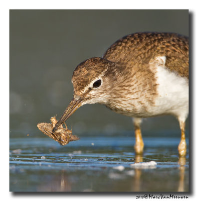 Oeverloper - Sandpiper 2010