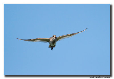 Tureluur - Redshank 2009