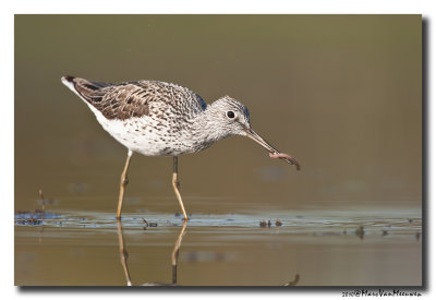 Groenpootruiter - Greenshank 