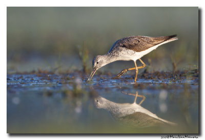 Groenpootruiter - Greenshank 2010