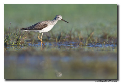 Groenpootruiter - Greenshank 2010