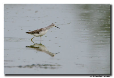 Poelruiter - Marsh Sandpiper