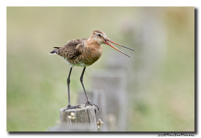 Grutto - Black-tailed Godwit 2012