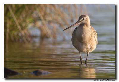 Rosse Grutto - Bar-tailed Godwit 20110824