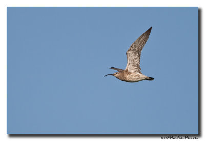 Regenwulp - Whimbrel 20080502