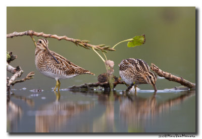 Watersnip - Snipe 2010