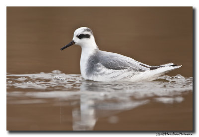 Rosse Franjepoot - Grey Phalarope 