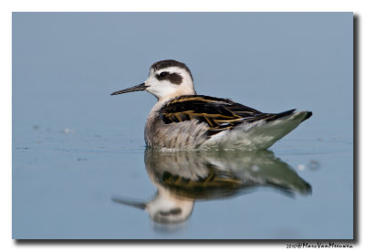 Grauwe Franjepoot - Red-necked Phalarope 20100831