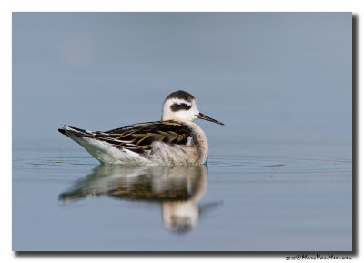 Grauwe Franjepoot - Red-necked Phalarope 20100831