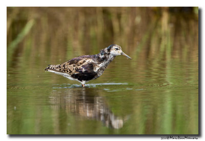 Kemphaan - Ruff 2011