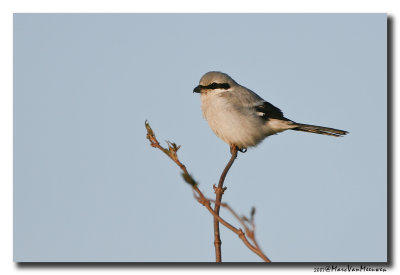 Klapekster - Great Grey Shrike 20070215