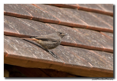 Zwarte Roodstaart - Black Redstart 20080529