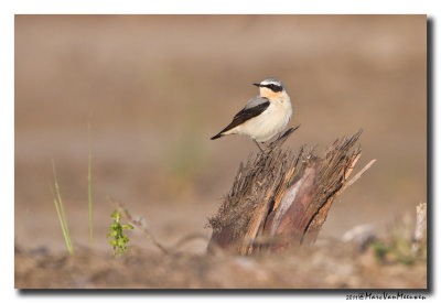 Tapuit - Northern Wheatear 20110503
